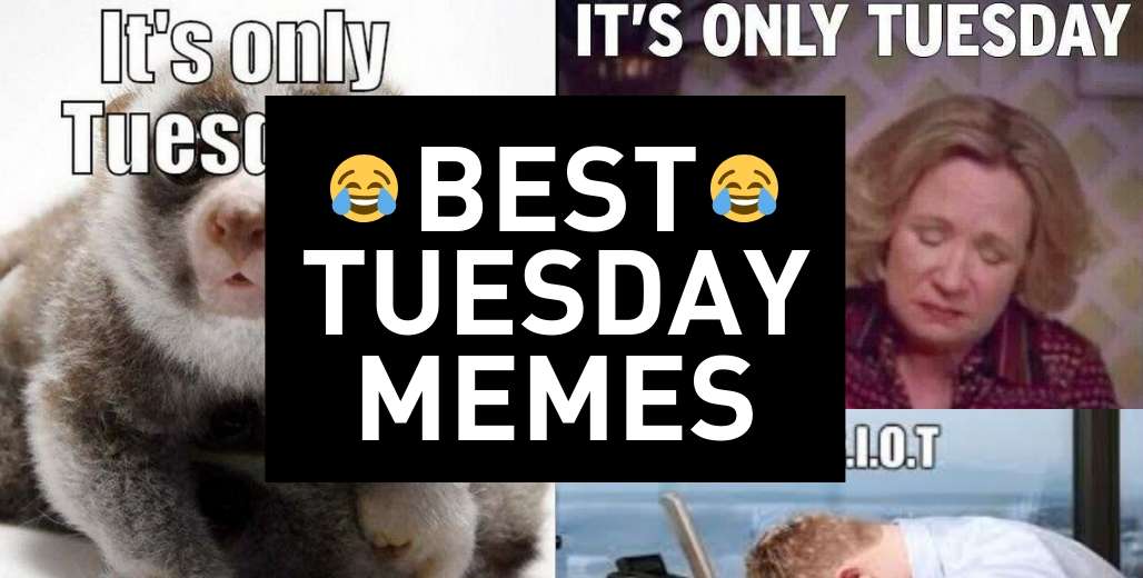 19 Tuesday Meme Animal Pictures 11