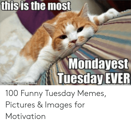 19 Tuesday Meme Animal Pictures 6