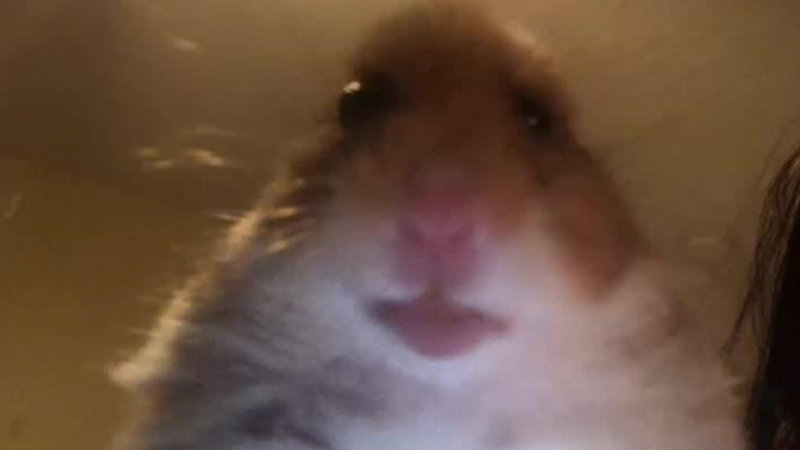 hamster meme face 6d3